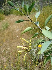 nicotiana glauca